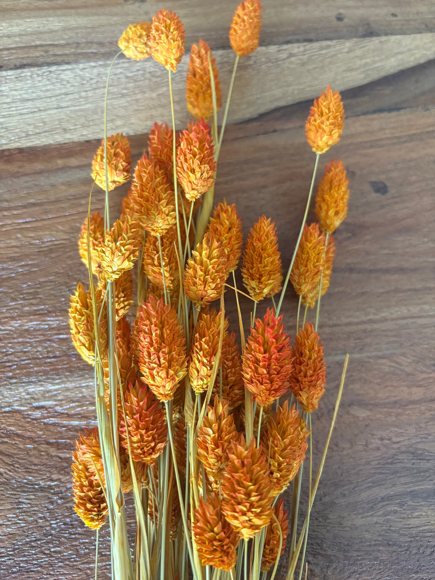 Phalaris Orange Trockenblumen