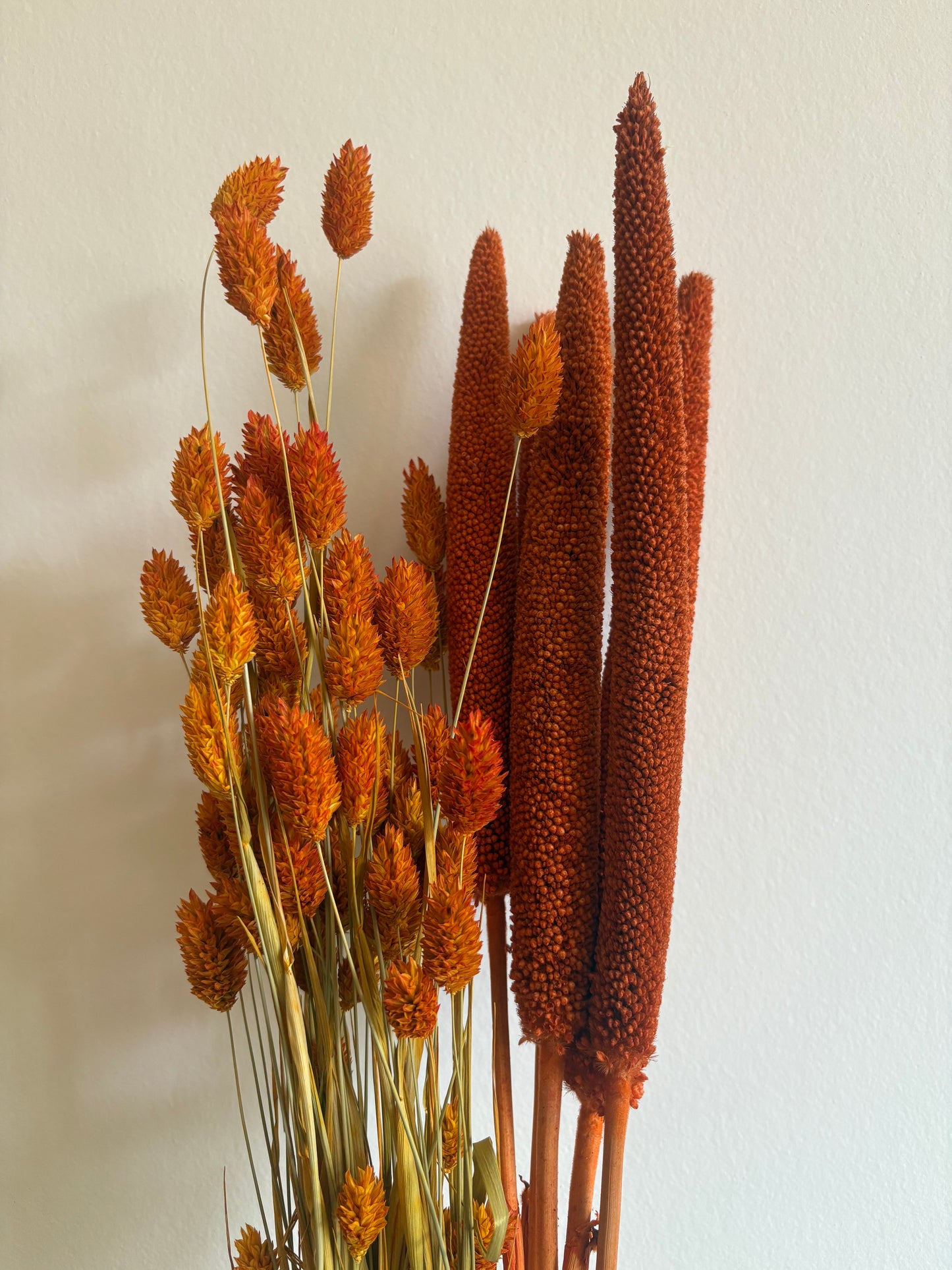Phalaris Orange Trockenblumen