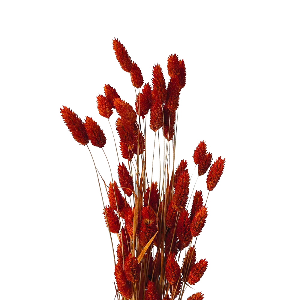 Phalaris Orange Trockenblumen