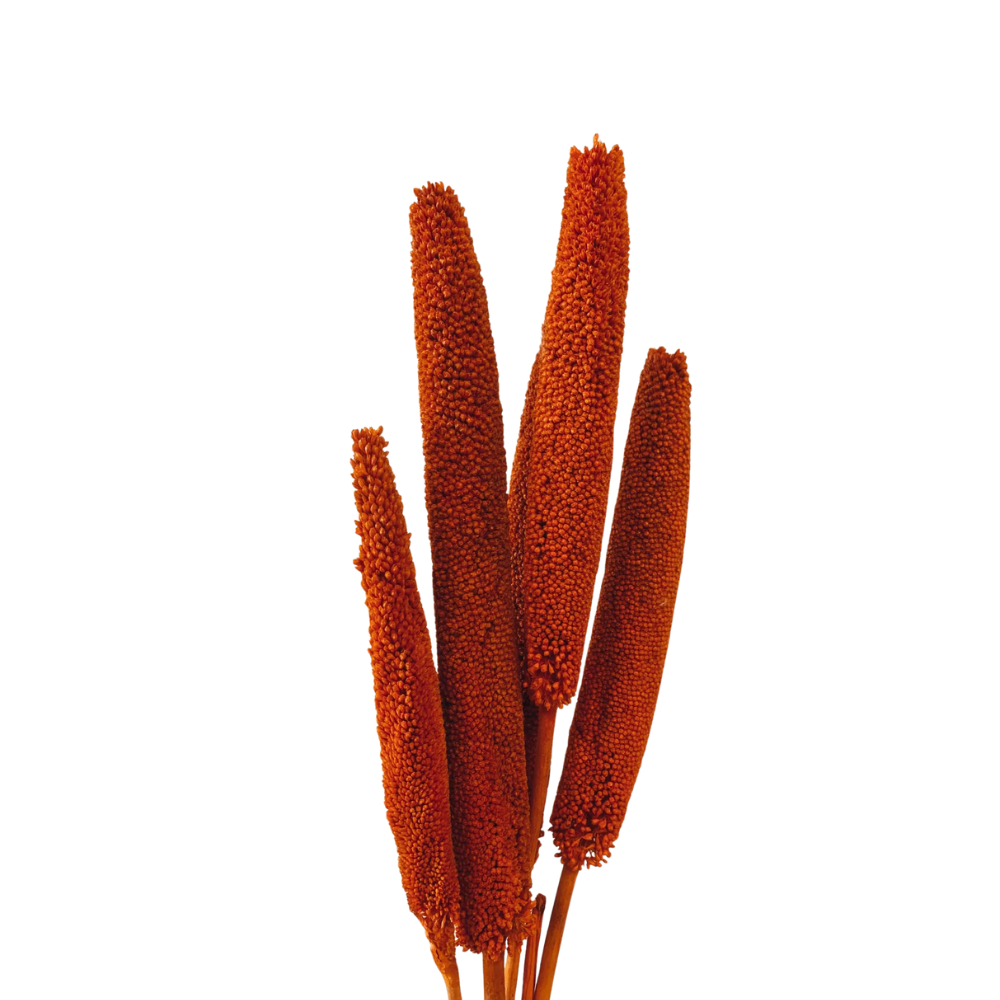 Babala Orange Trockenblumen