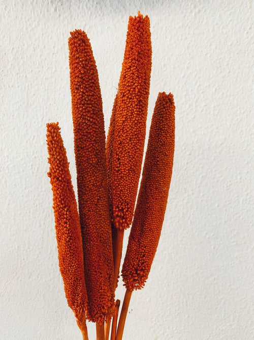 Babala Orange Trockenblumen