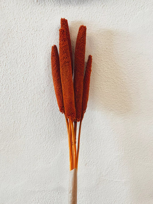 Babala Orange Trockenblumen