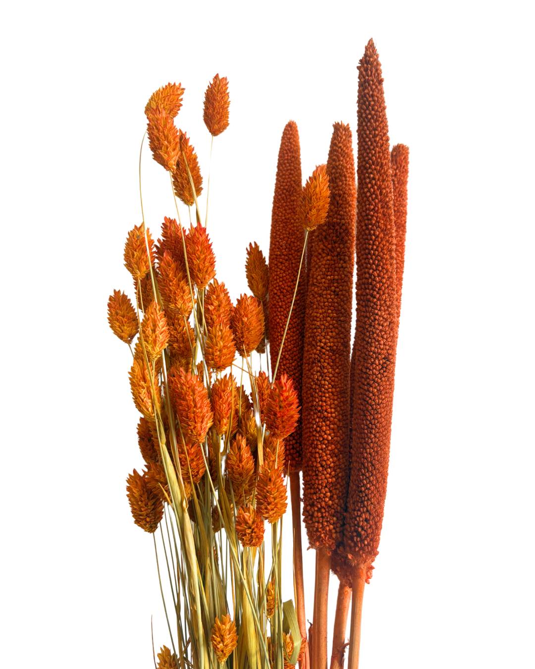 Babala Orange Trockenblumen