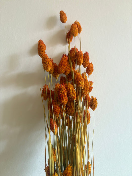 Phalaris Orange Trockenblumen