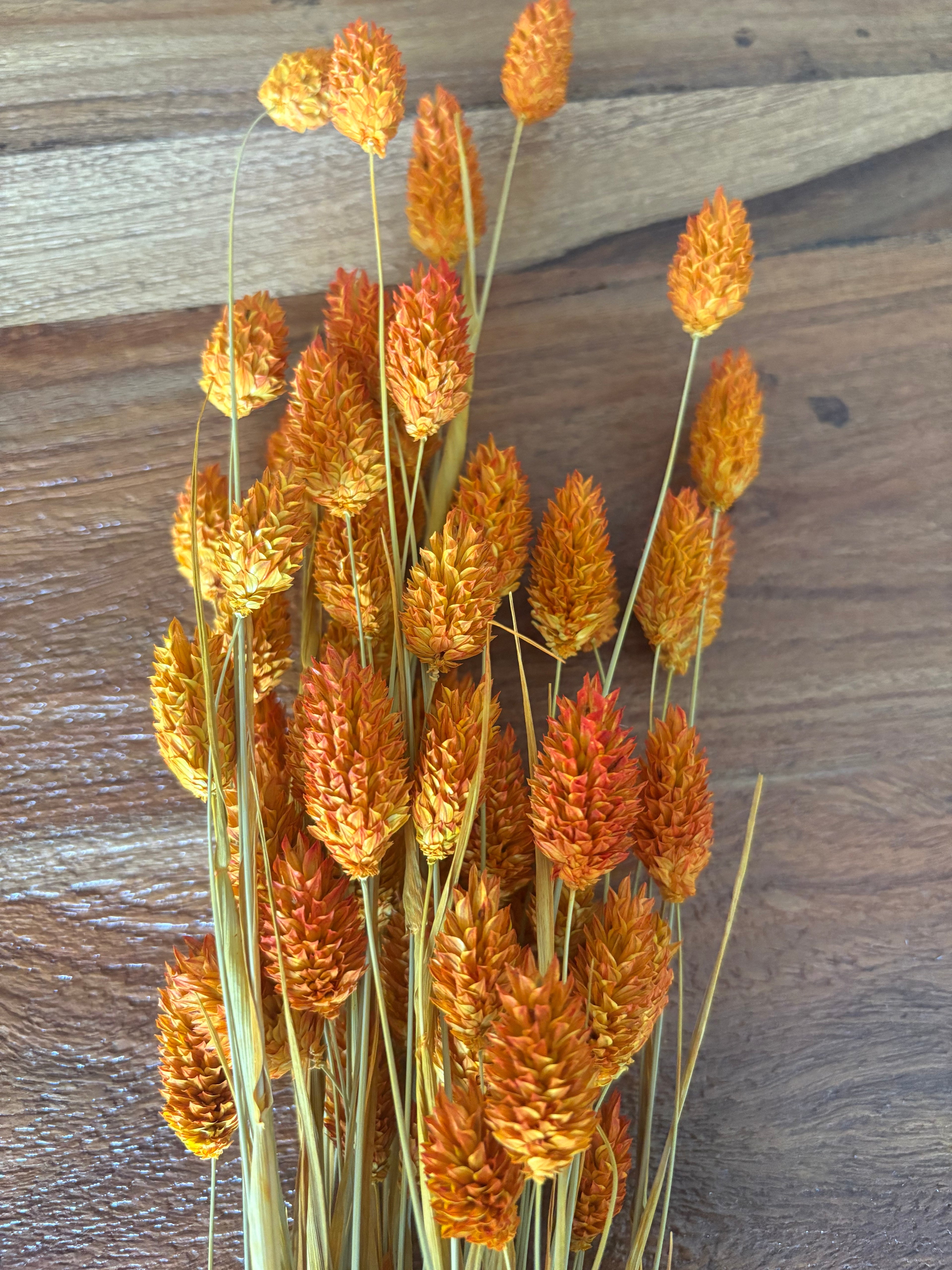 Phalaris Orange Trockenblumen
